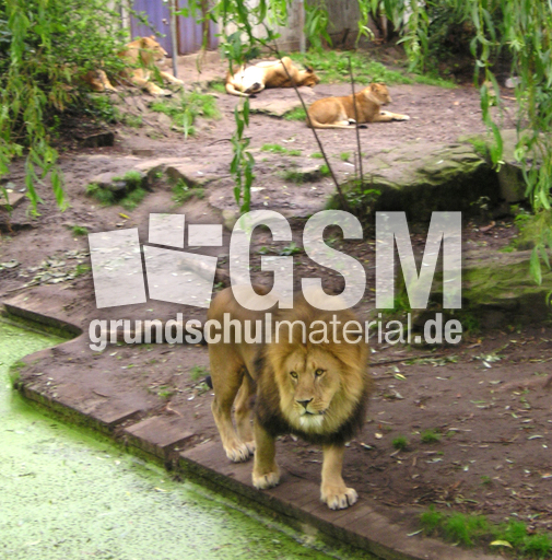 Löwe-5.jpg